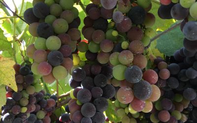 The ‘Strawberry Grape’ season is here! (Oct ’18)